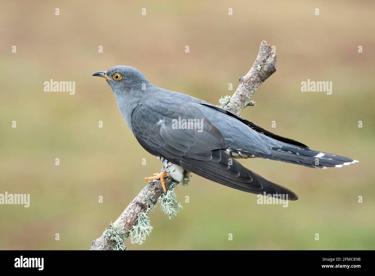 common cuckoo, Cuculus canorus, Colin the cuckoo, single adult male perched on tree branch, Thursley Common, Surrrey, United Kingdom Stock Photo