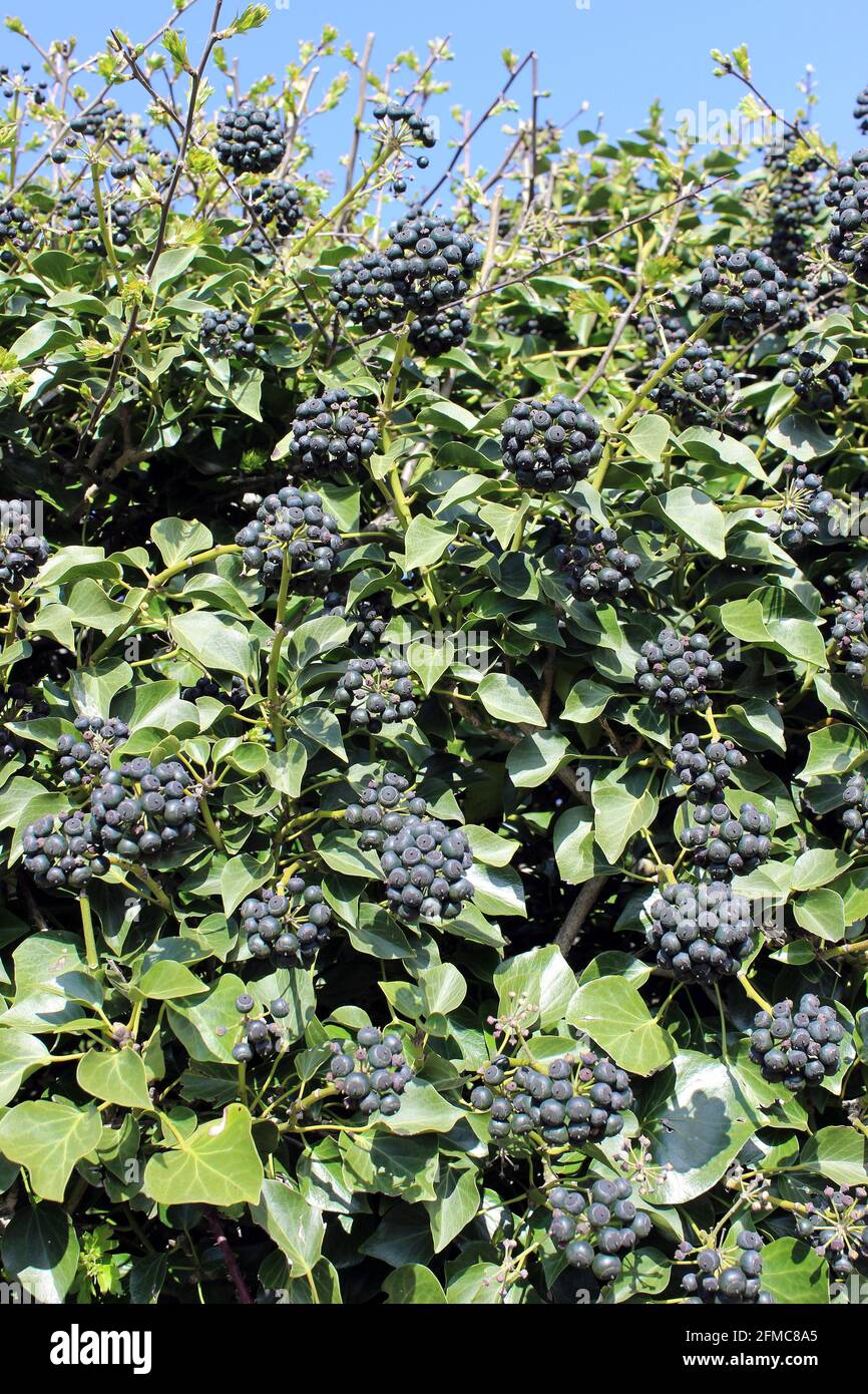 Common Ivy Hedera helix berries/fruit Stock Photo