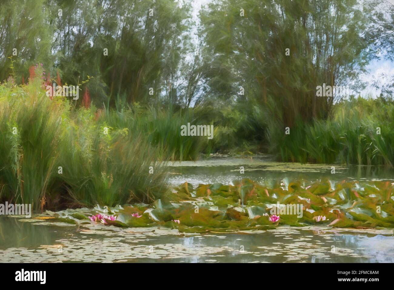 Digital painting of a pink and white waterlily amongst green lily pads on a pond. Stock Photo