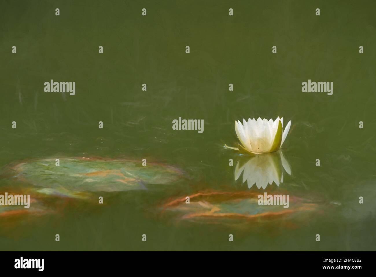 Digital painting of a white waterlily amongst green lily pads on a pond. Stock Photo