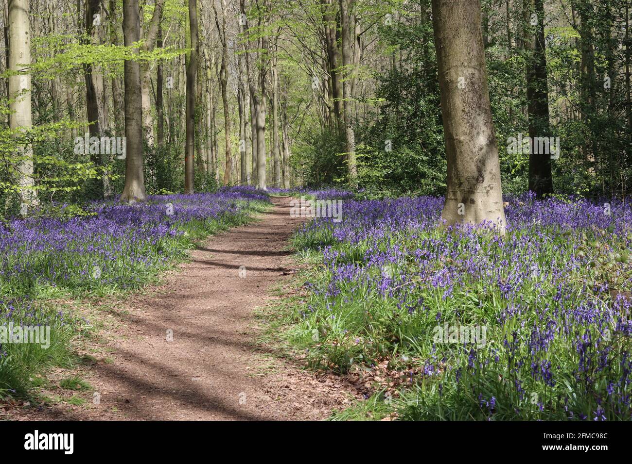 Bluebells Along Woodland Path West Woods, Wiltshire, UK Stock Photo