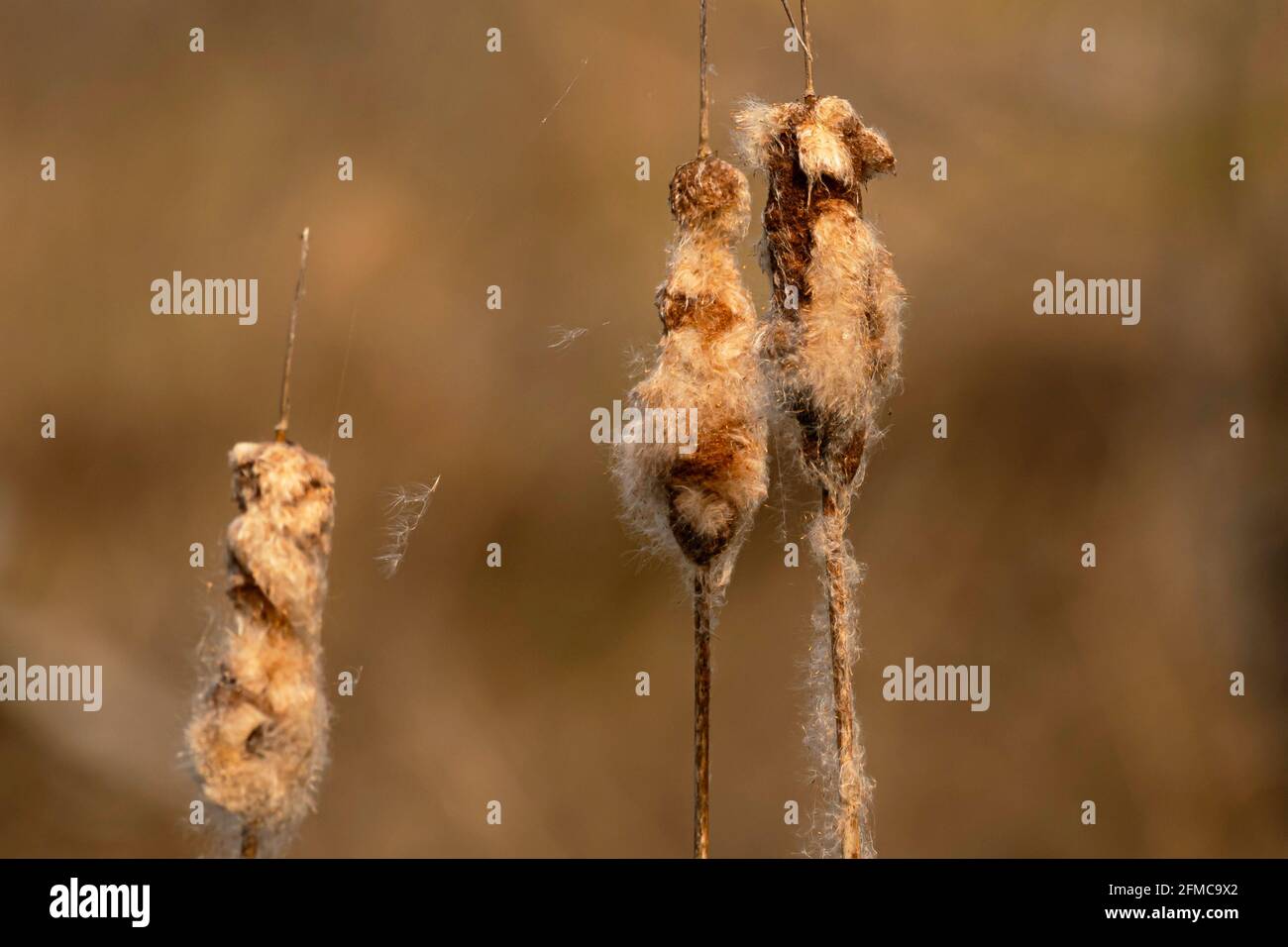 Aquatic seeds hi-res stock photography and images - Alamy