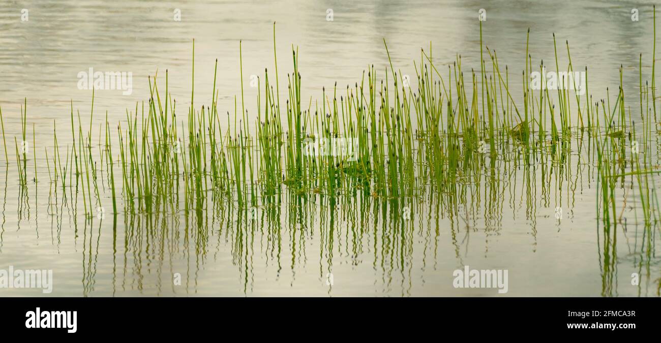 Marsh plants hires stock photography and images Alamy