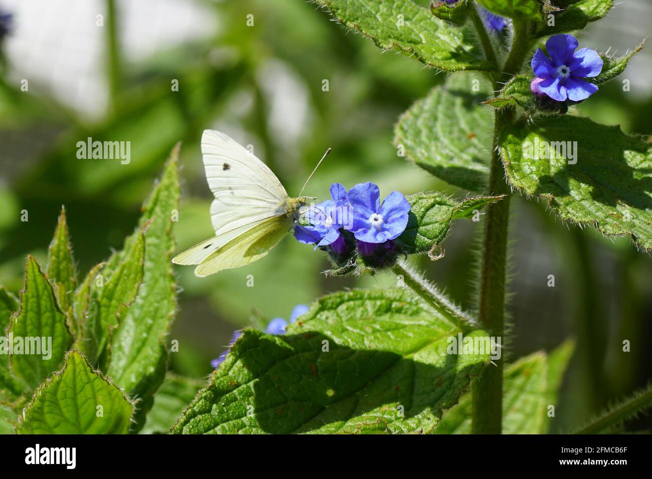 Small white (Pieris rapae). family Pieridae on flowers of green alkanet (Pentaglottis sempervirens), family borage (Boraginaceae). Dutch garden spring Stock Photo