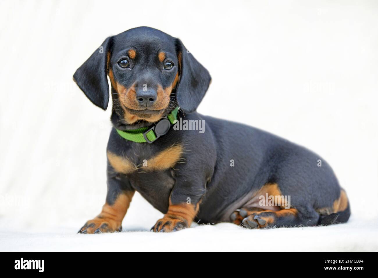 Dachshund miniature puppy short haired black and tan Stock Photo - Alamy