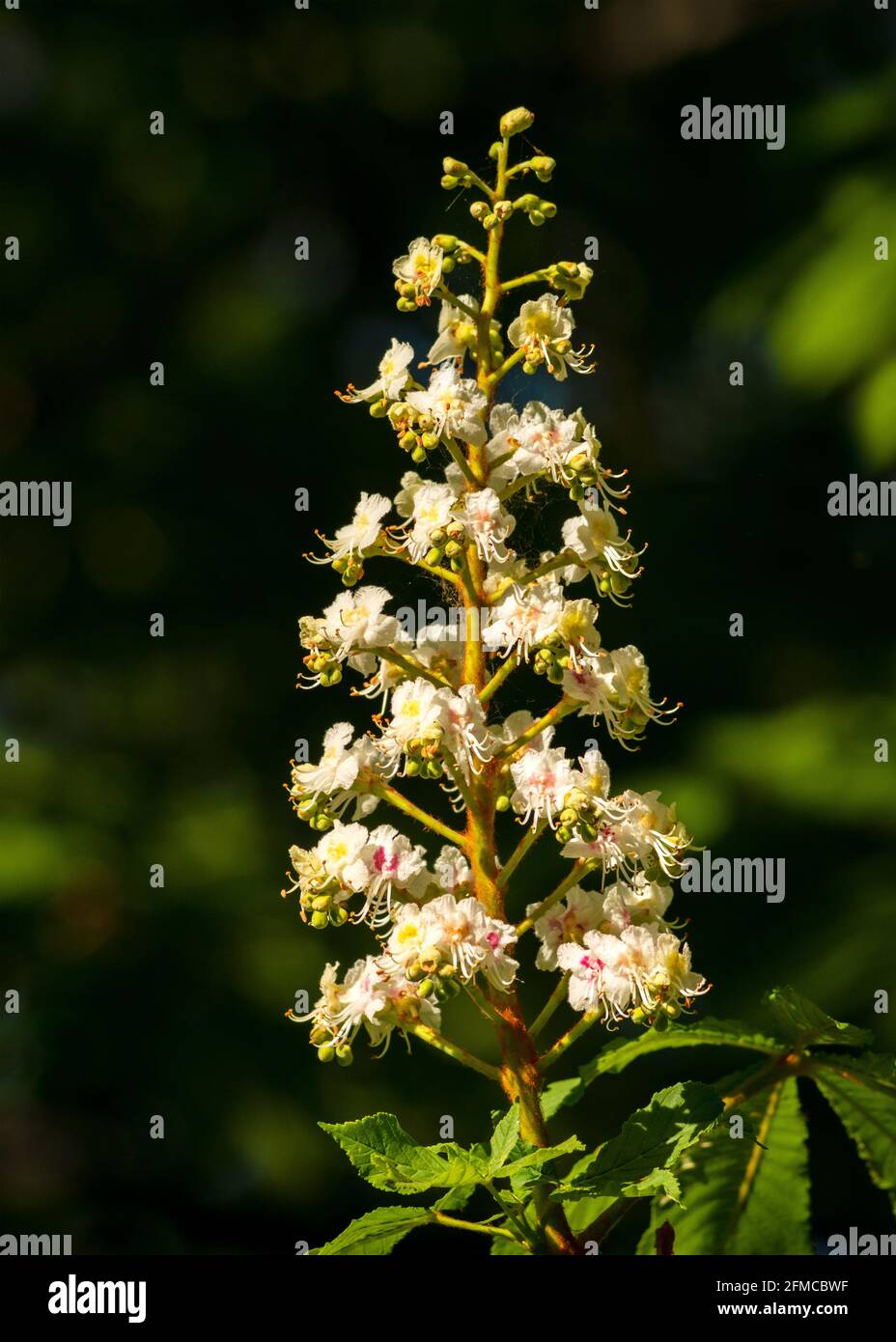Single European Horse Chestnut or Aesculus Hippocastanum inflorescence or flower blossoms Stock Photo