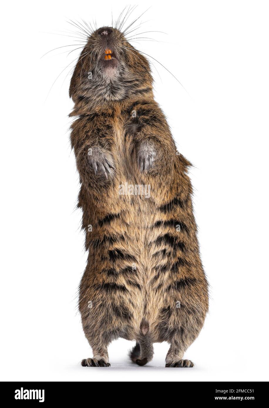 Young Degu rodent aka Octodon degus, standing fully stretched on hind paws showing belly and teeth.  Isolated on a white background. Stock Photo