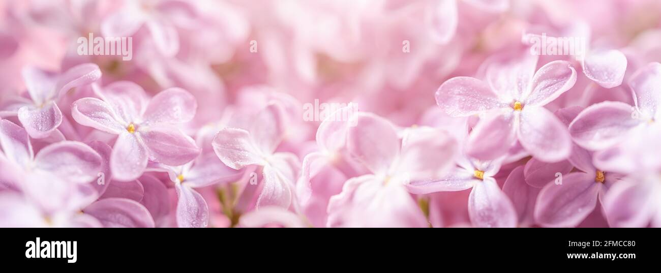 Pink lilac flowers template banner. May lilac blossom with water drops macro. Dreamy romantic backdrop. Pastel spring floral wide image. Shallow DoF. Stock Photo