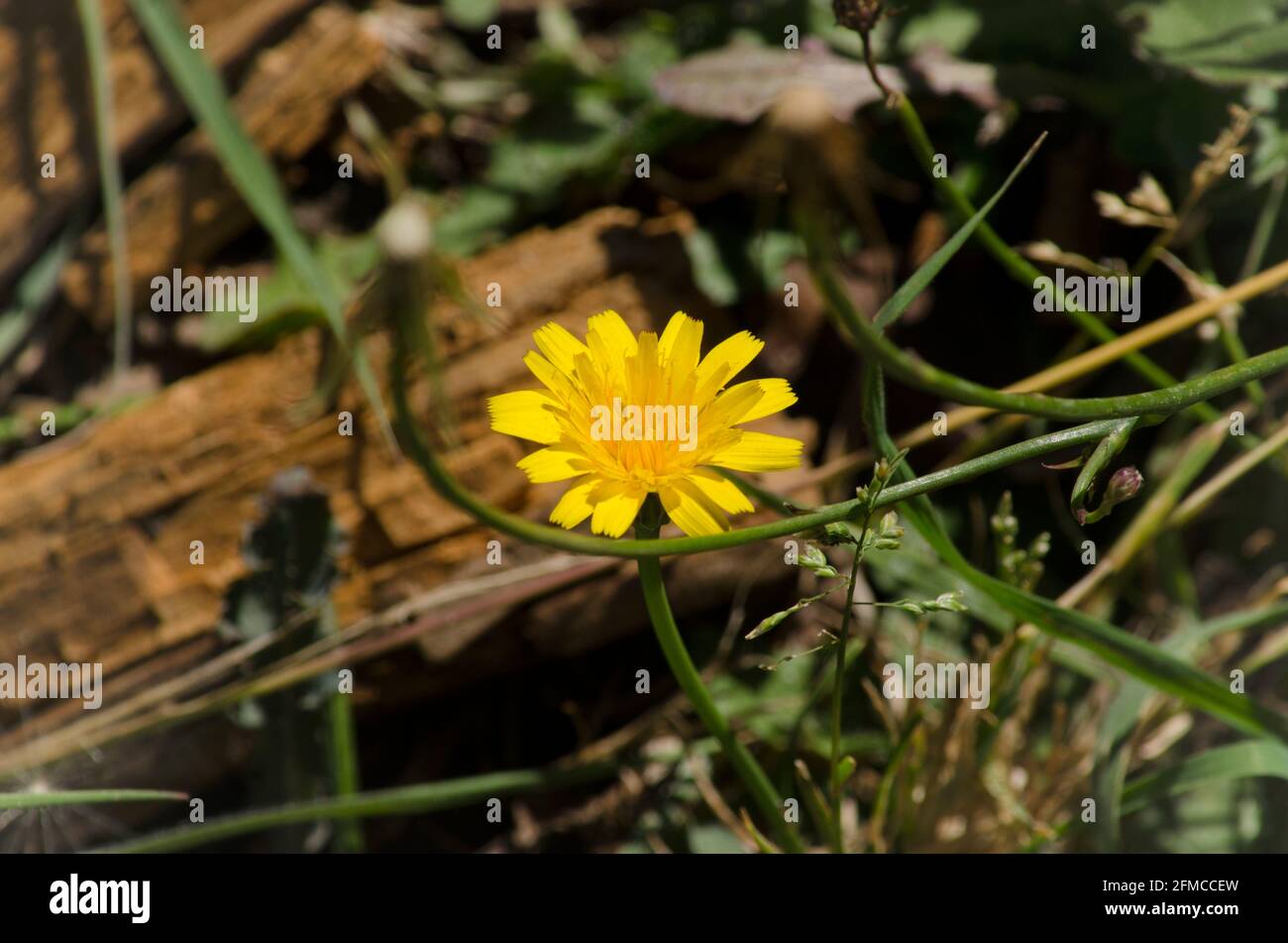 dandelion flower in garden with grass and bits of wood, natural and wild background and texture Stock Photo