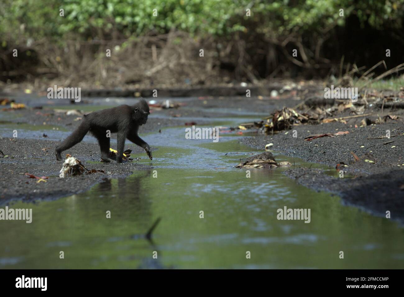 A Sulawesi black-crested macaque (Macaca nigra) is roaming on a stream, at a creek close to the beach in Tangkoko forest, North Sulawesi, Indonesia. Stock Photo