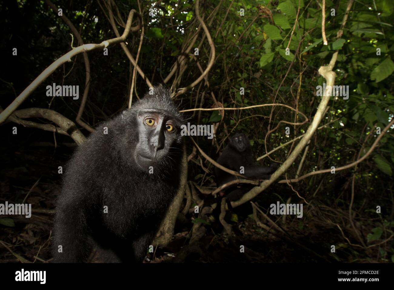 A crested macaque (Macaca nigra) juvenile looking curiously on camera, in the lowland rainforest of Tangkoko in North Sulawesi, Indonesia. Stock Photo