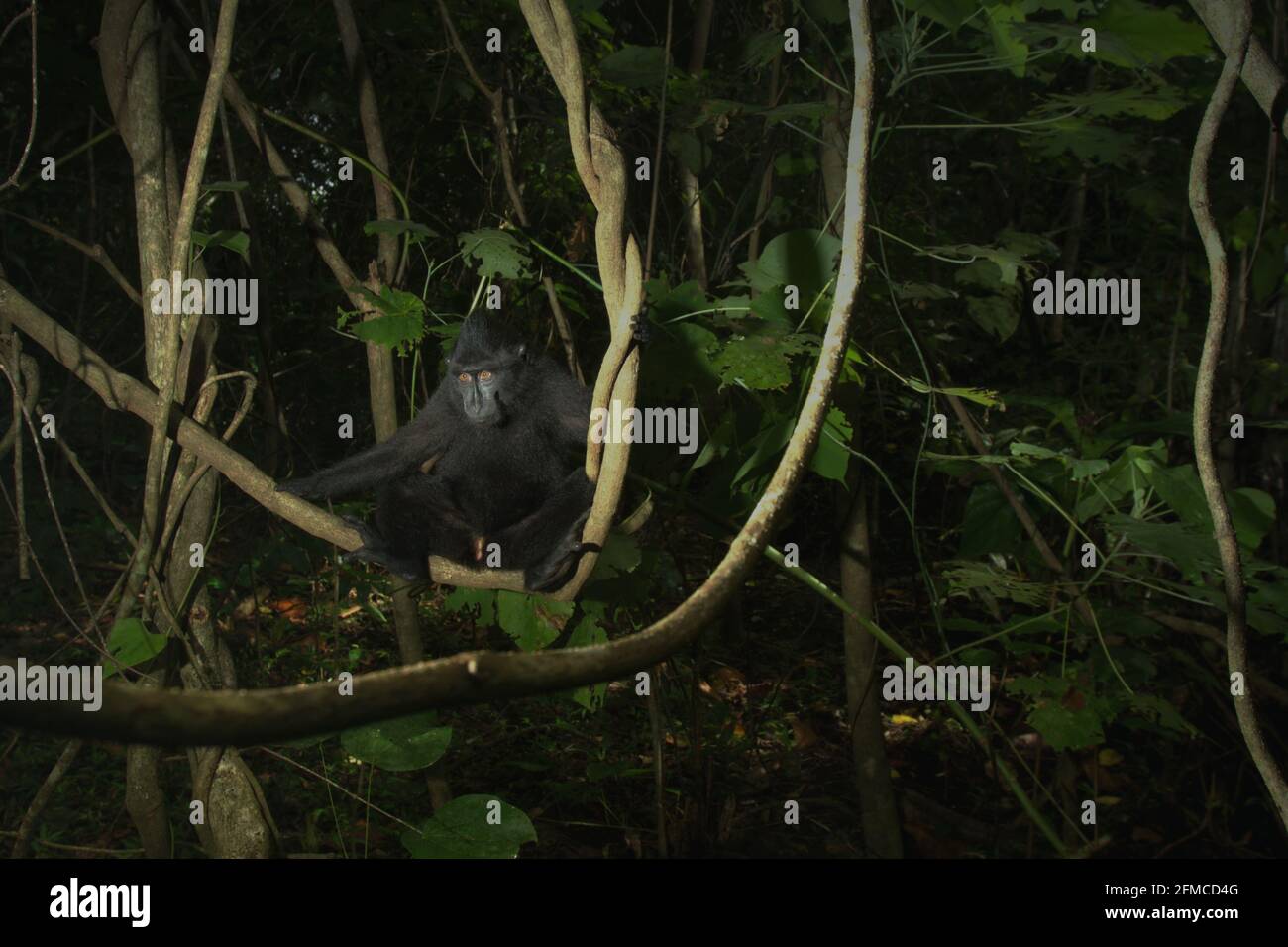 A crested macaque (Macaca nigra) juvenile sitting on liana in Tangkoko forest, North Sulawesi, Indonesia. Stock Photo