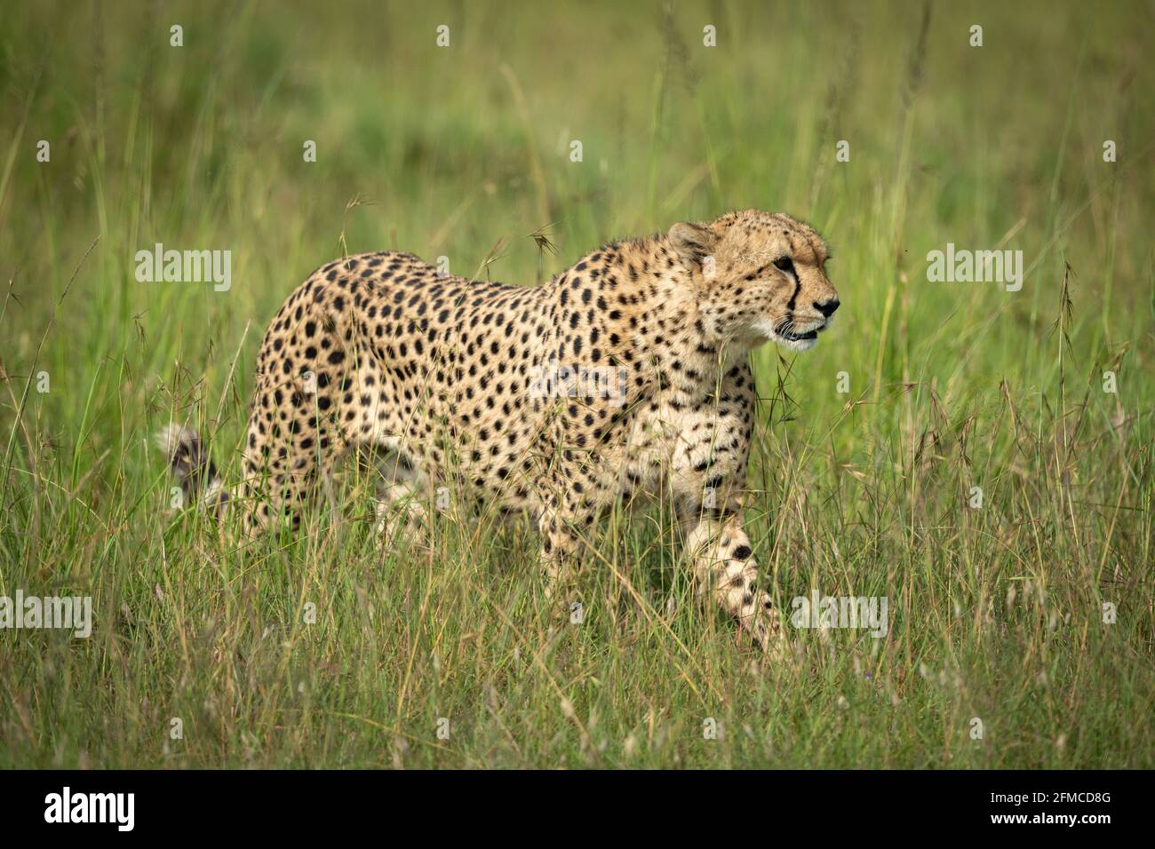 Cheetah walking through tall grass in sunshine Stock Photo - Alamy