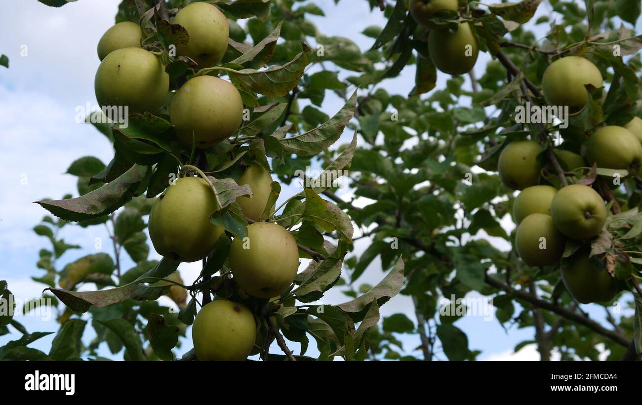 Green apple tree bearing fruit, UK Stock Photo Alamy
