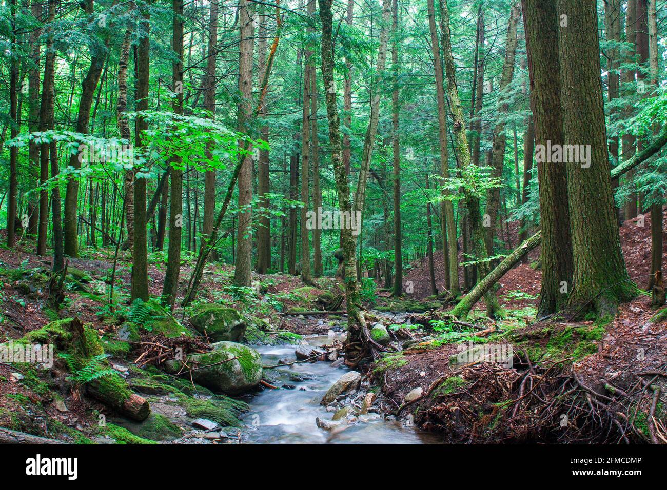 Winding new forest stream hi-res stock photography and images - Alamy