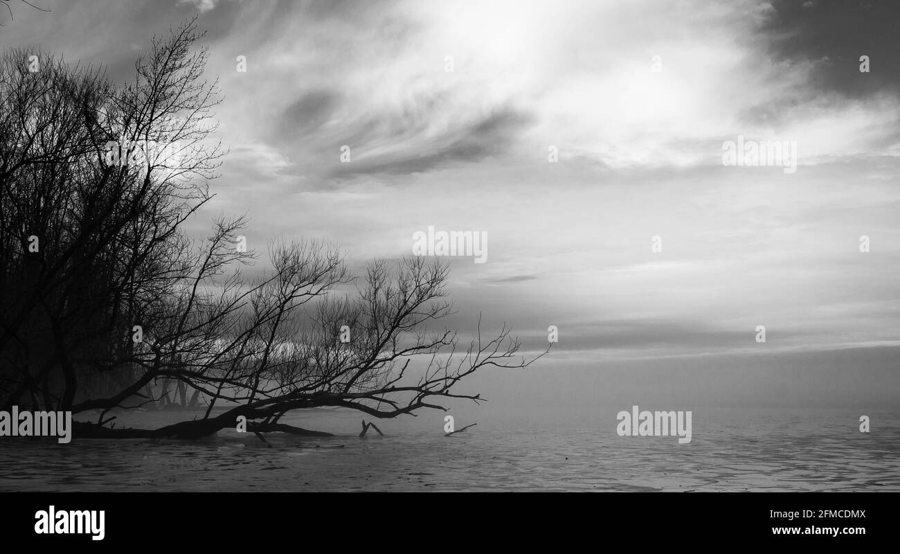 Mist and gloomy scene with fallen tree branches on Lake Champlain, Highgate Springs, Vermont, USA Stock Photo