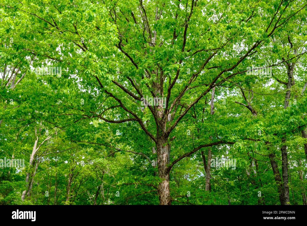 Majestic oak tree hi-res stock photography and images - Alamy
