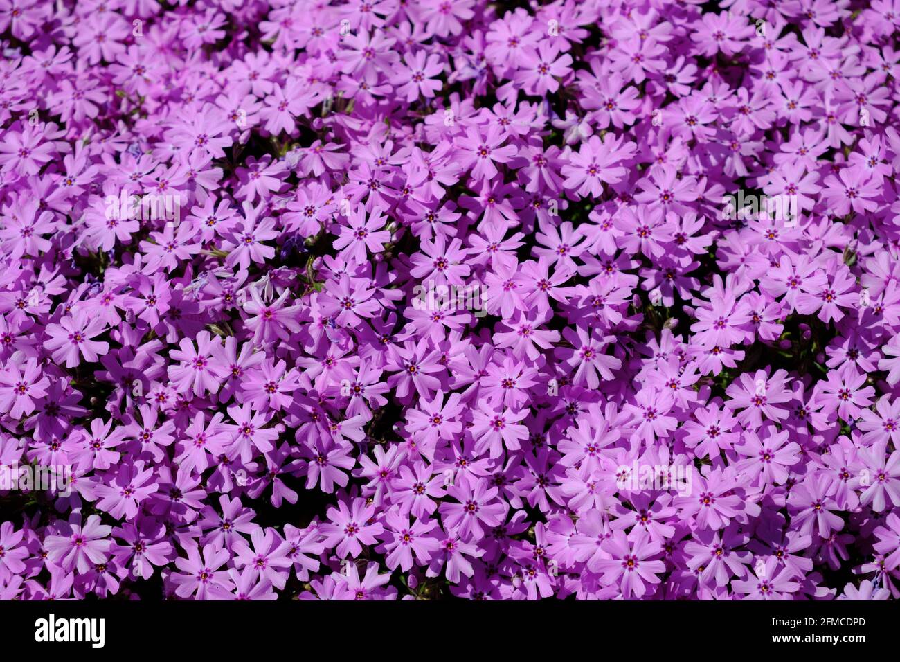 Carpet Phlox High Resolution Stock Photography and Images Alamy
