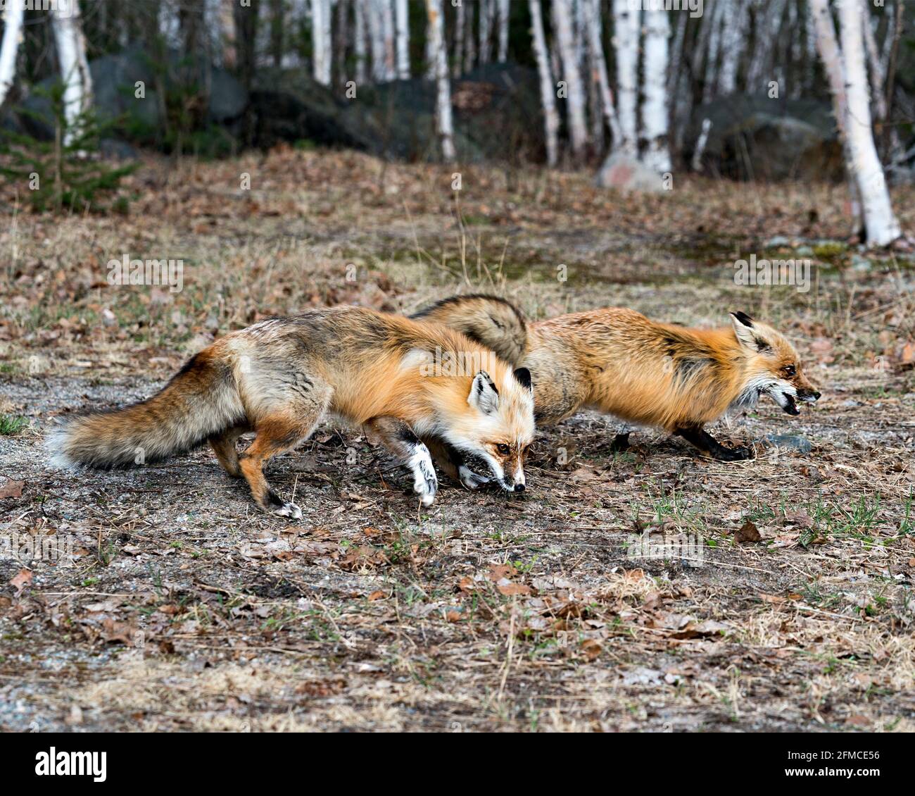 Red fox couple interacting with birch trees background in the springtime displaying fox tail, fur, in their environment and habitat . Fox Picture. Stock Photo