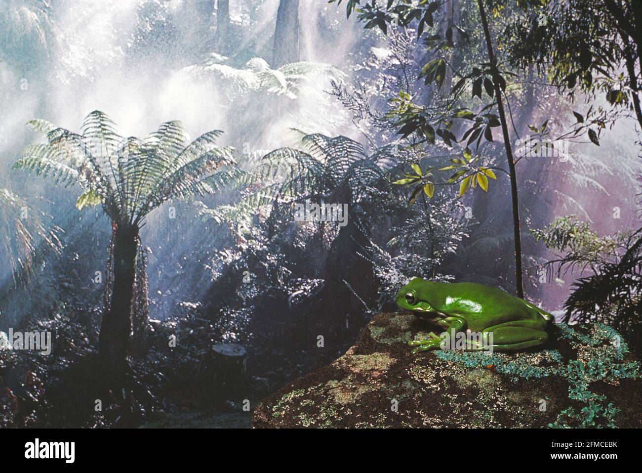 Australia. New South Wales. Rainforest with green tree frog. Stock Photo
