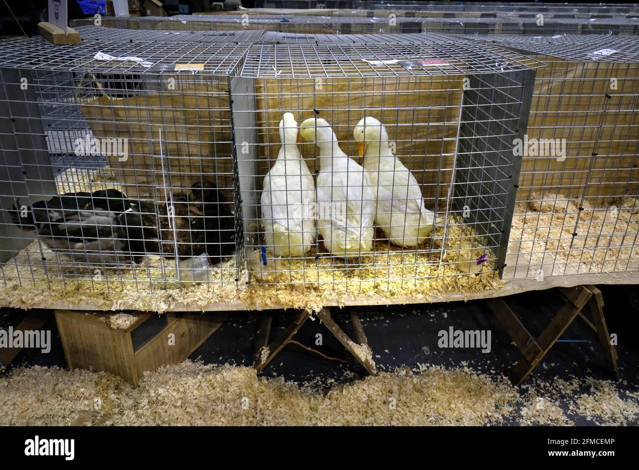 Poultry Show Cages High Resolution Stock Photography and Images Alamy