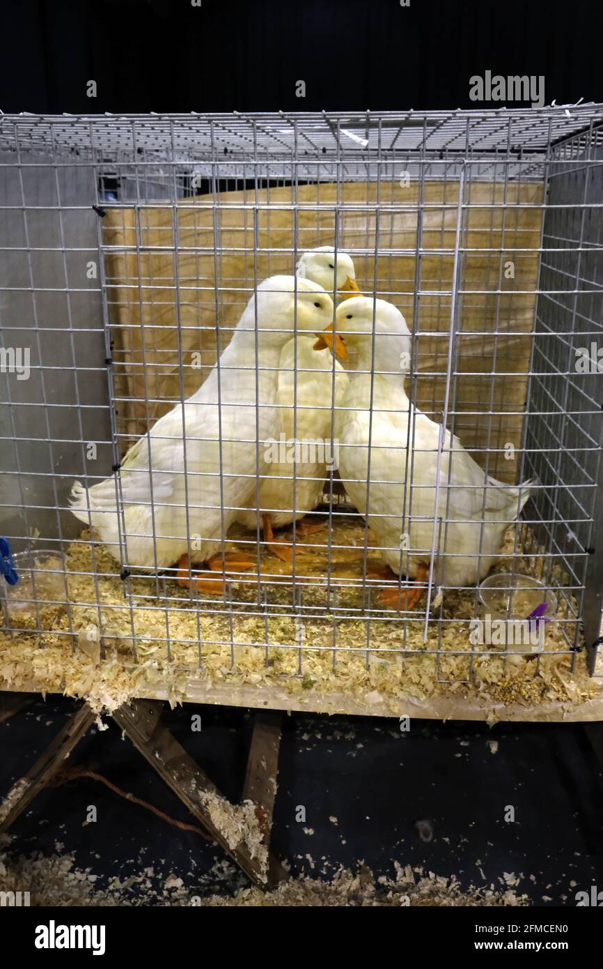 Poultry Show Cages High Resolution Stock Photography and Images - Alamy