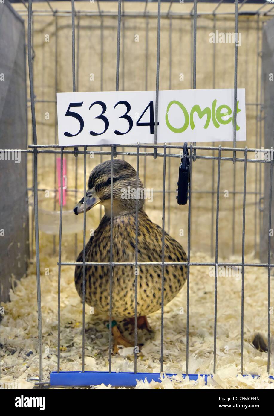 National Poultry Show, Telford UK. Duck in cage Stock Photo