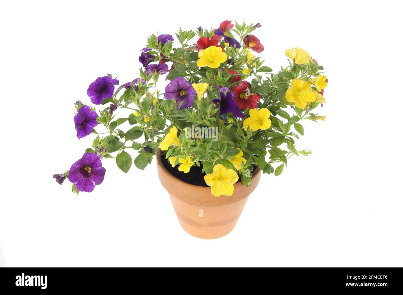 Flowering calibrachoa plant in a terracotta pot isolated against white