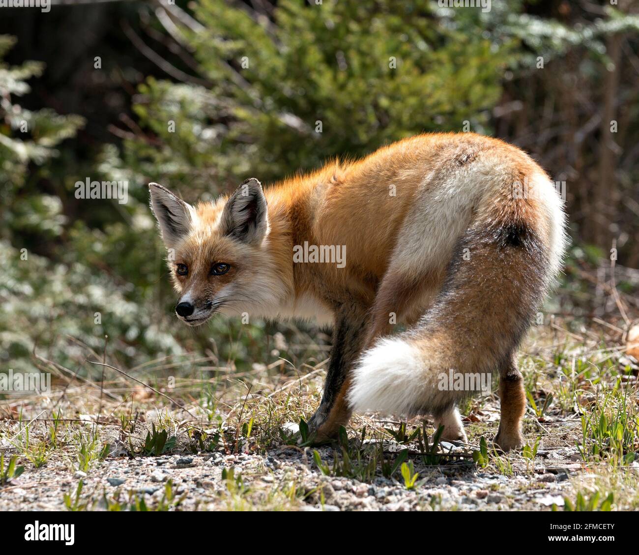 Red fox close up profile behind view in its environment and habitat with a blur forest background, displaying bushy fox tail. Fox Image. Picture. Stock Photo