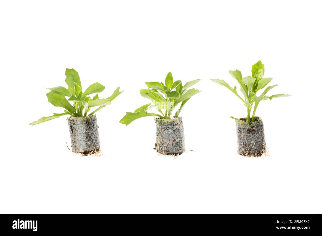 Three seedling plants in plugs isolated against white Stock Photo - Alamy