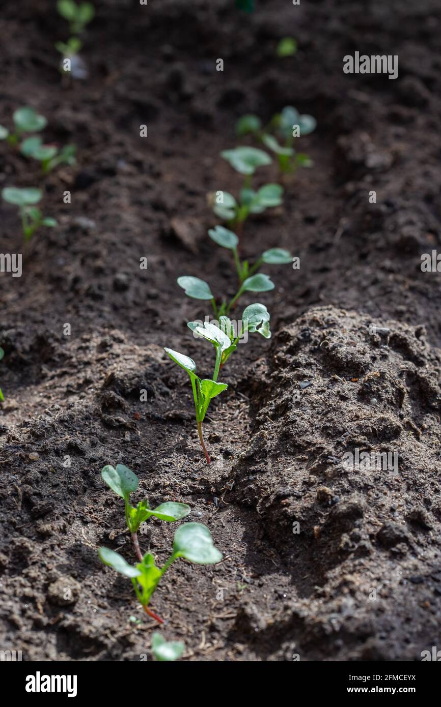 Seedlings of radish and lettuce in a garden bed in a greenhouse