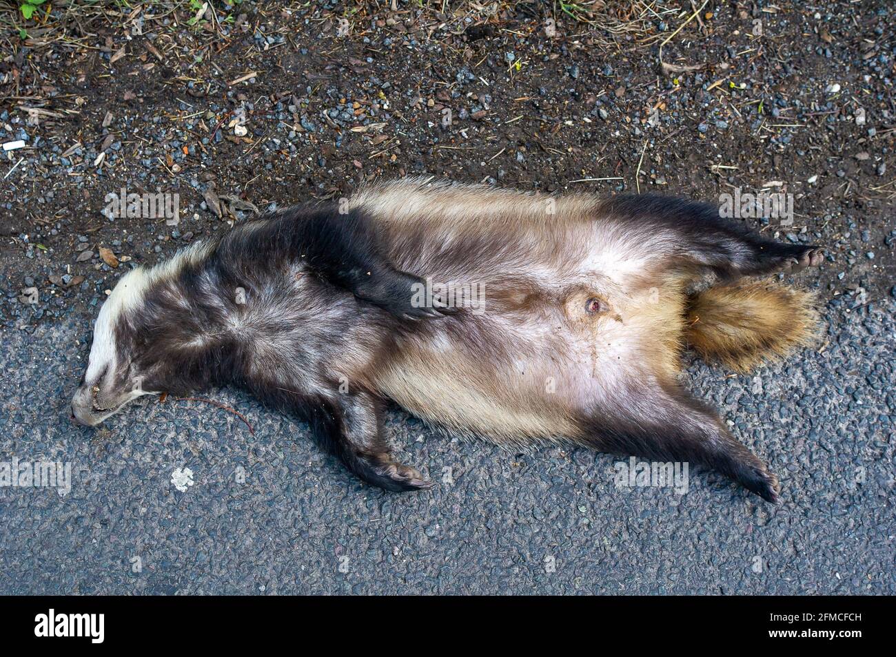 Wendover, Buckinghamshire, UK. 7th May, 2021. The tragic sight of a dead badger on the roadside in Wendover. HS2 have evicted badgers from their setts as part of the High Speed 2 rail construction. More badgers than normal are being found dead by the roadside as they are forced to find new homes. Credit: Maureen McLean/Alamy Stock Photo