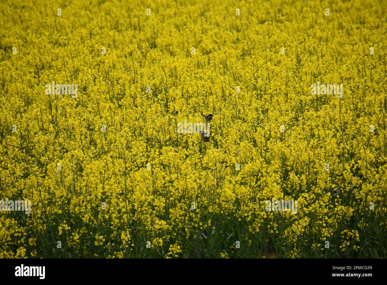 sparrows in a yellow blooming oilseed field Stock Photo