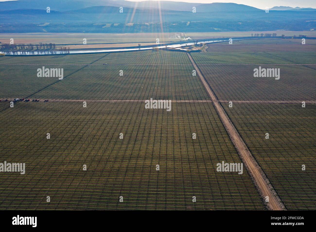 Elk Mountains Farms, Anheuser-Busch hop farm along the Kootenai River. Boundary County, North Idaho. (Photo by Randy Beacham) Stock Photo