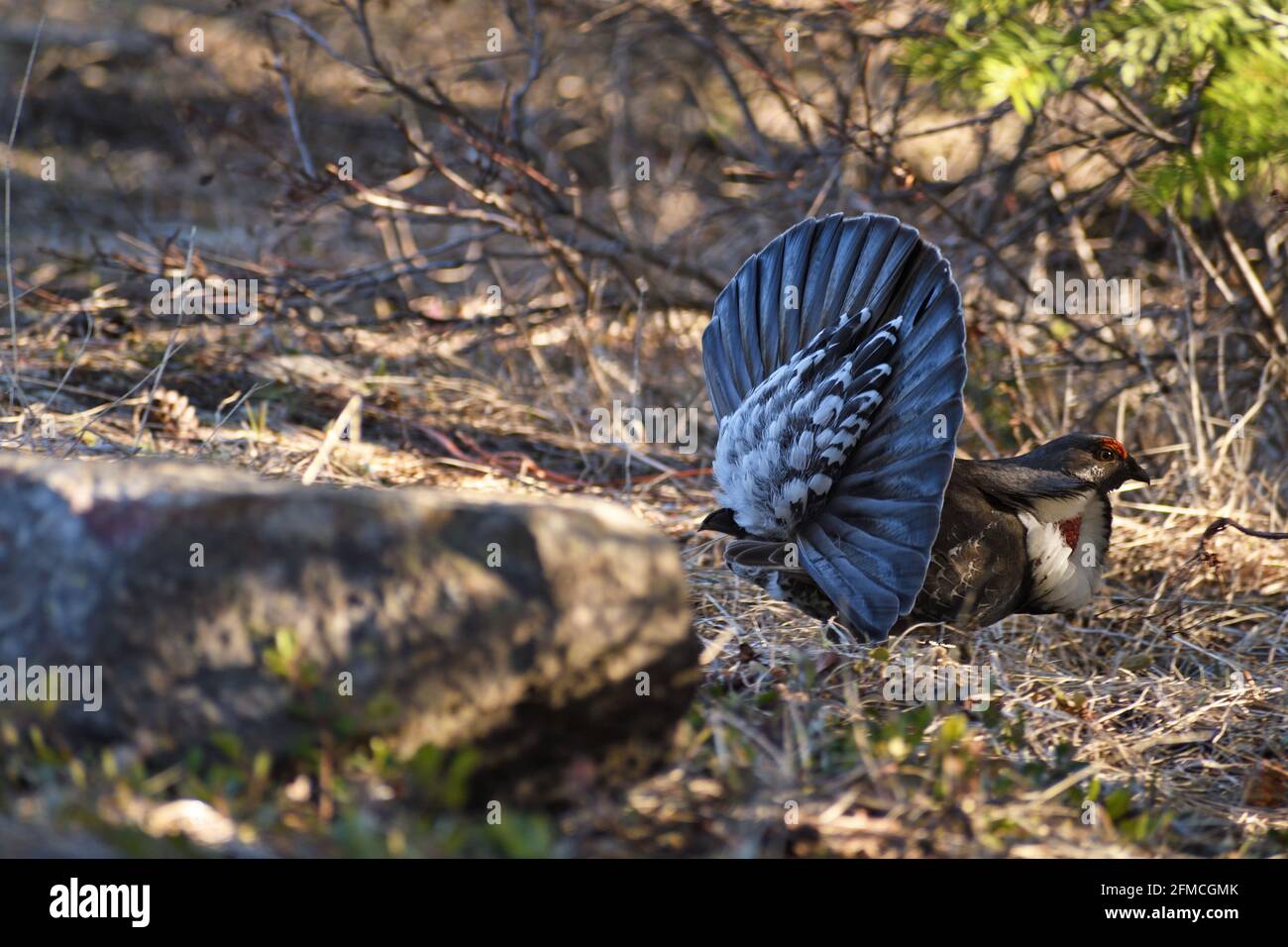 Male dusky grouse showing mating display in spring. Purcell Mountains, northwest Montana. (Photo by Randy Beacham) Stock Photo