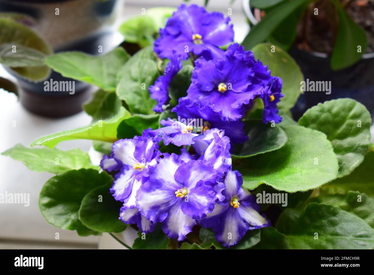Usambaraveilchen High Resolution Stock Photography And Images Alamy