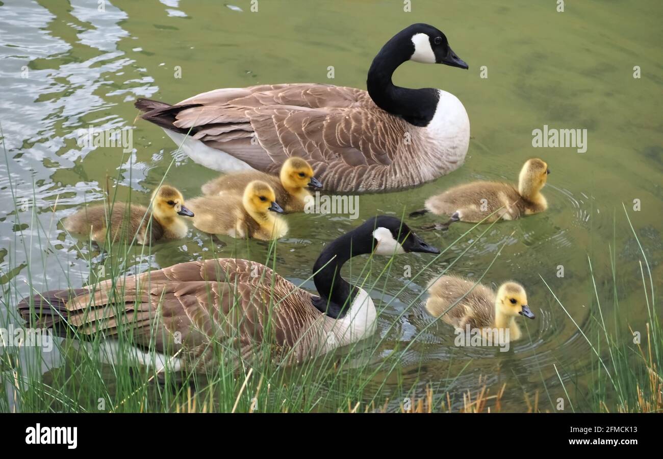 Cute Canadian goose family with newborn goslings in the water Stock Photo -  Alamy