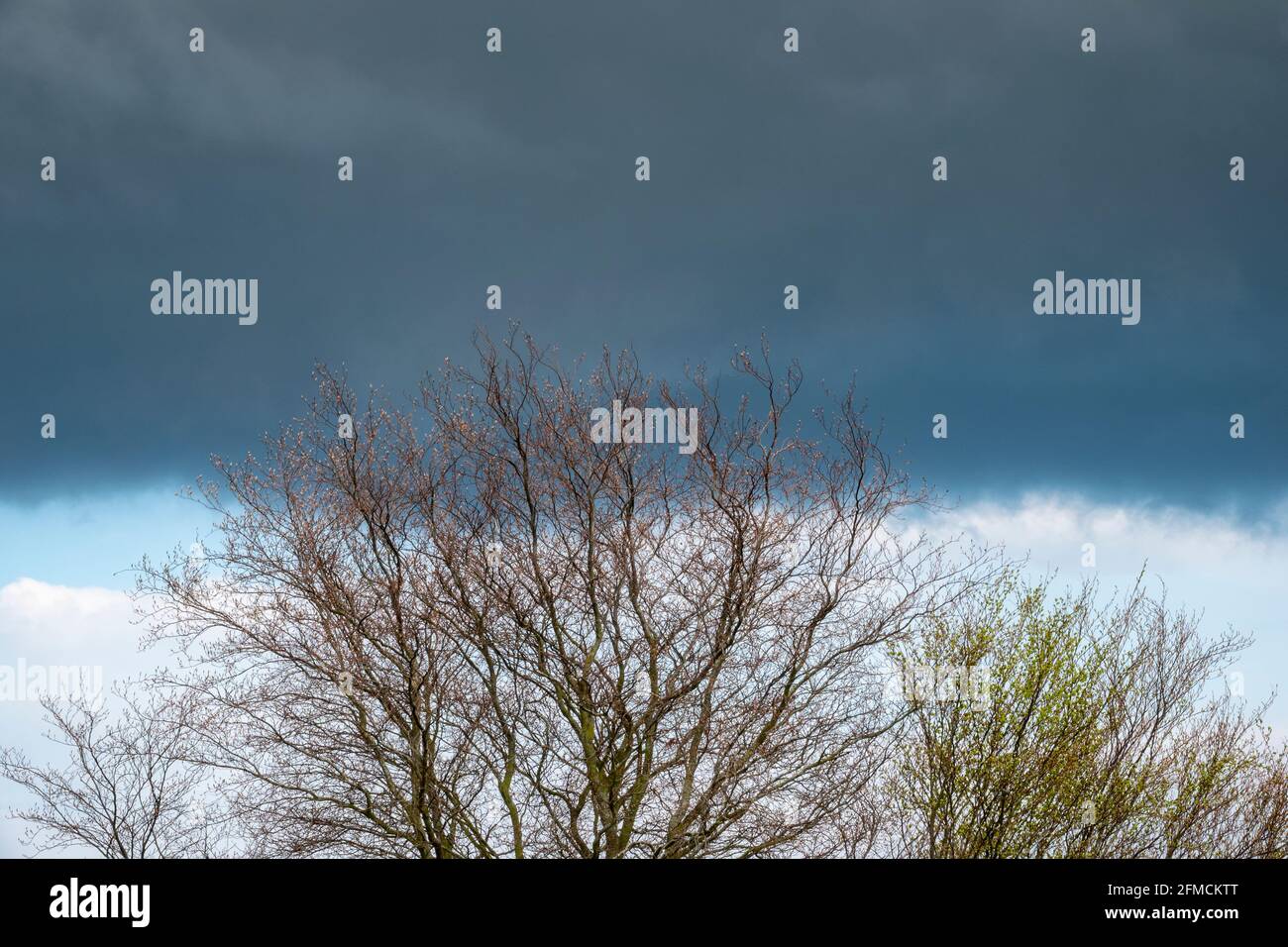 A low dark horizontal rain cloud behind a line of tree tops without leaves Stock Photo