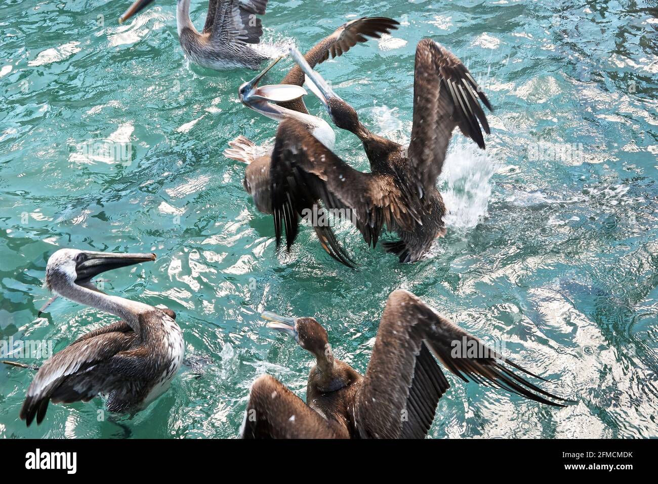Flock of Fighting Brown Pelicans in the water at Florida Keys Stock Photo