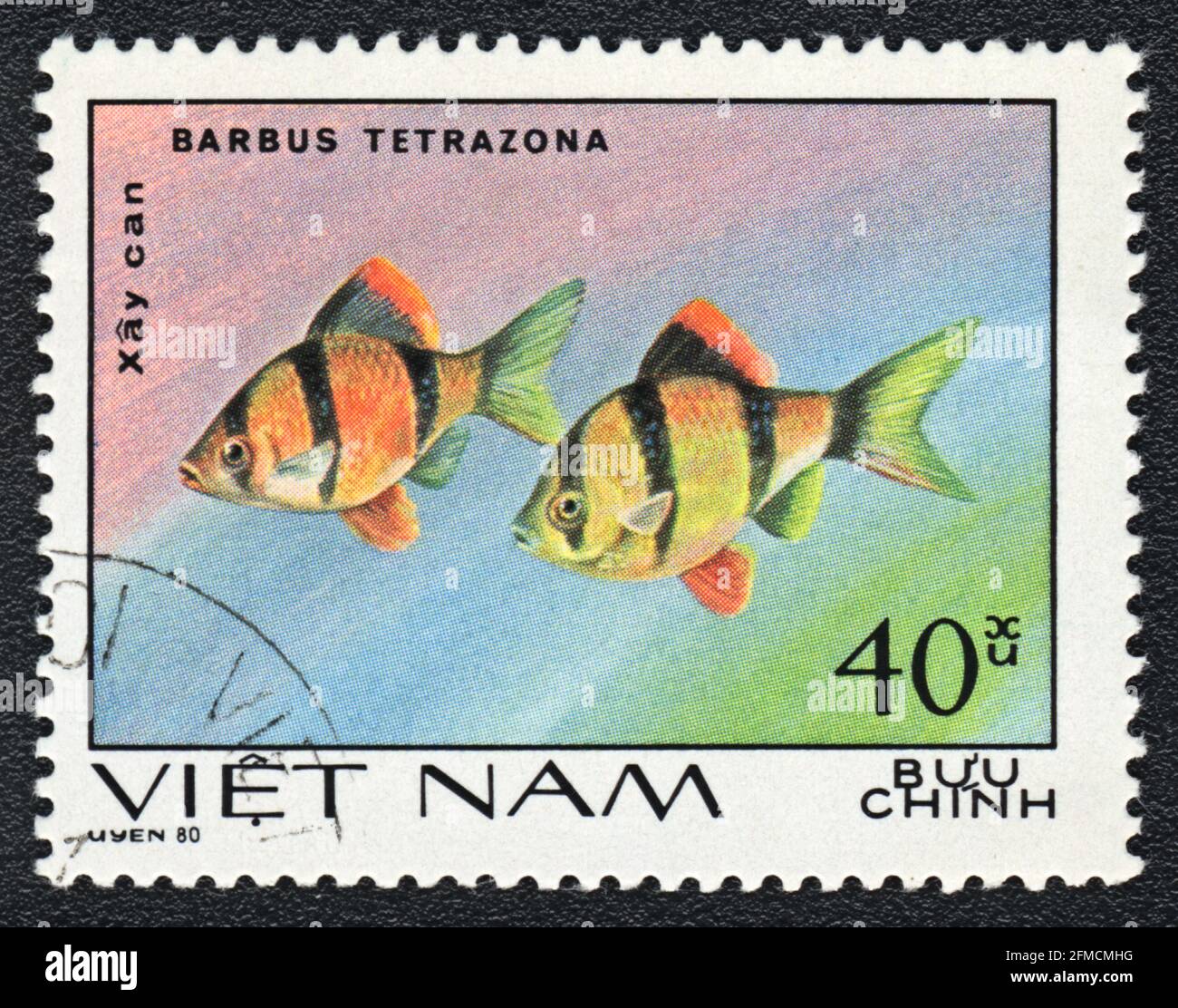 A postage stamp shows a Aquarium fishes Tiger barb (Barbus tetrazona),  series 'Aquarium Fish', Vietnam, 1980 Stock Photo