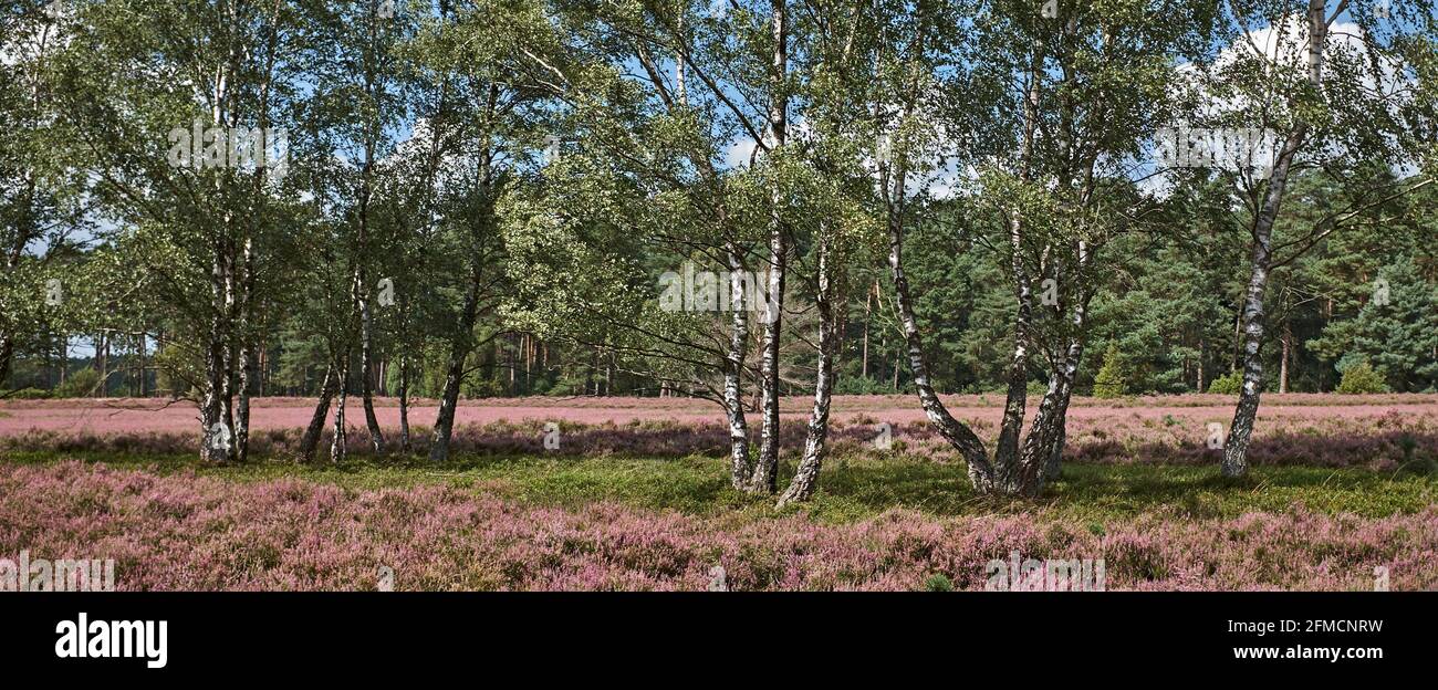 Beautiful birch trees on purple heath in bloom at Lueneburger Heide Stock Photo