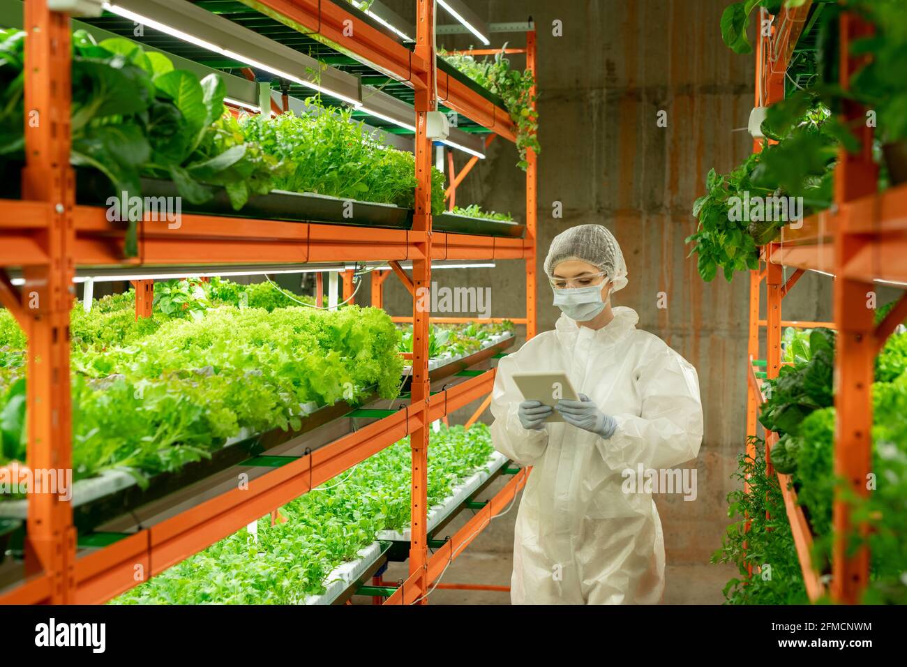 Young female agronomist in white suit, gloves and protective mask walking along vertical farm aisle and using tablet while analyzing growth of plants Stock Photo