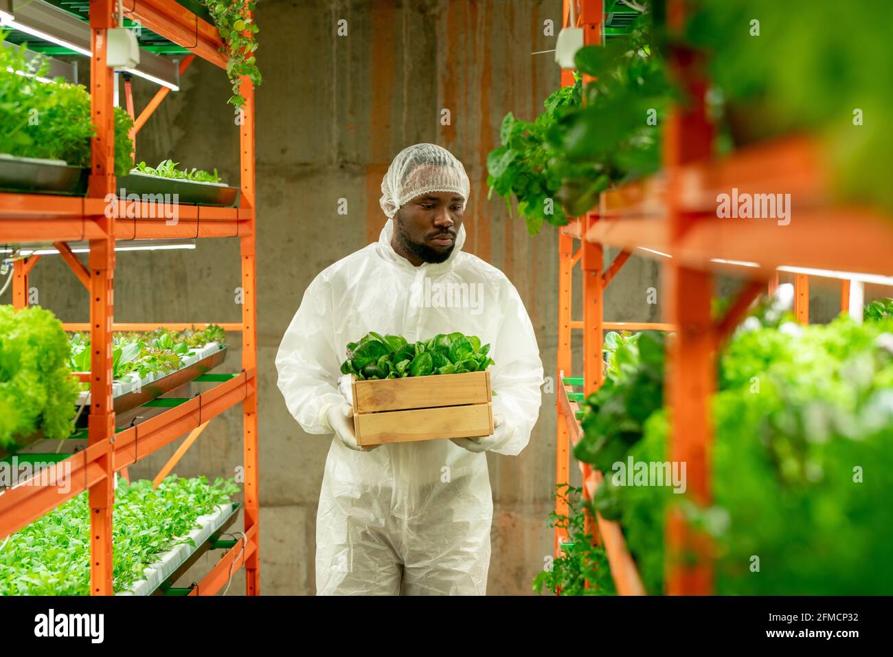Serious young African American agroengineer in protective workwear carrying box of seedlings along vertical farming aisle Stock Photo