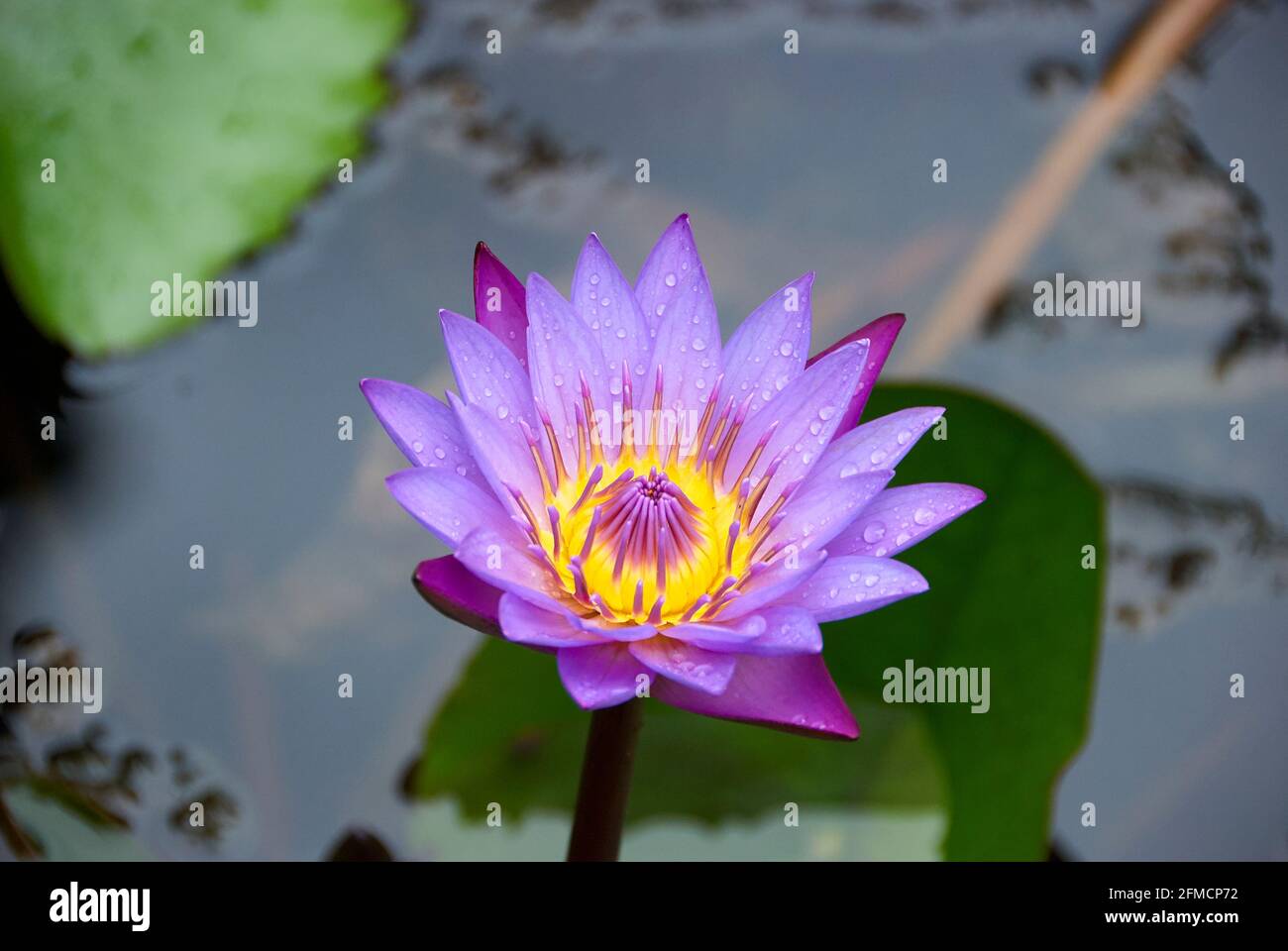 Violet and yellow Indian Sacred Lotus flower blossom on Seychelles Stock Photo
