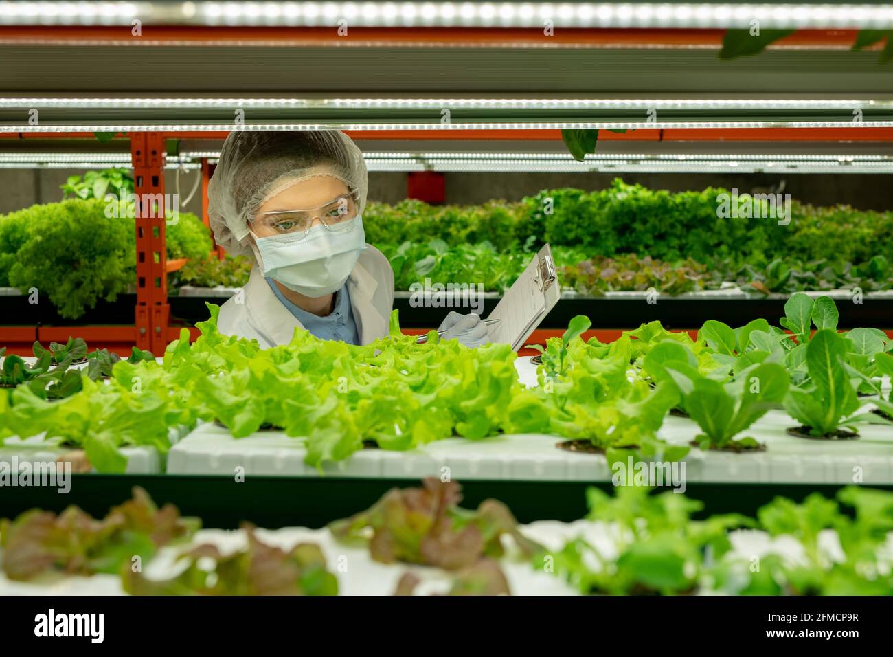 Busy vertical farm worker in safety goggles, disposable cap and mask making notes in clipboard while controlling growth of seedlings Stock Photo