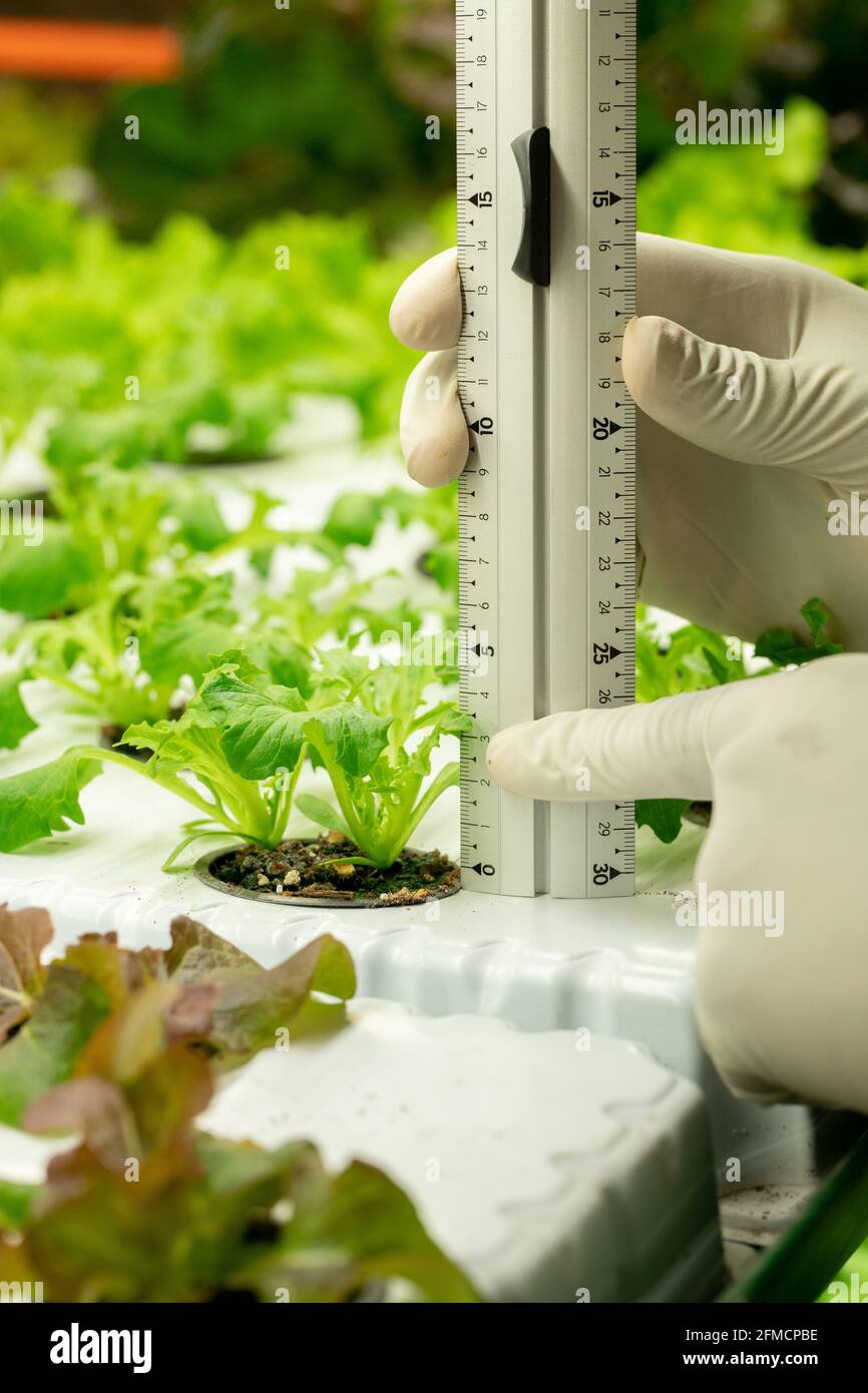 Close-up of unrecognizable cultivation specialist in gloves measuring plant seedling with special ruler in greenhouse Stock Photo