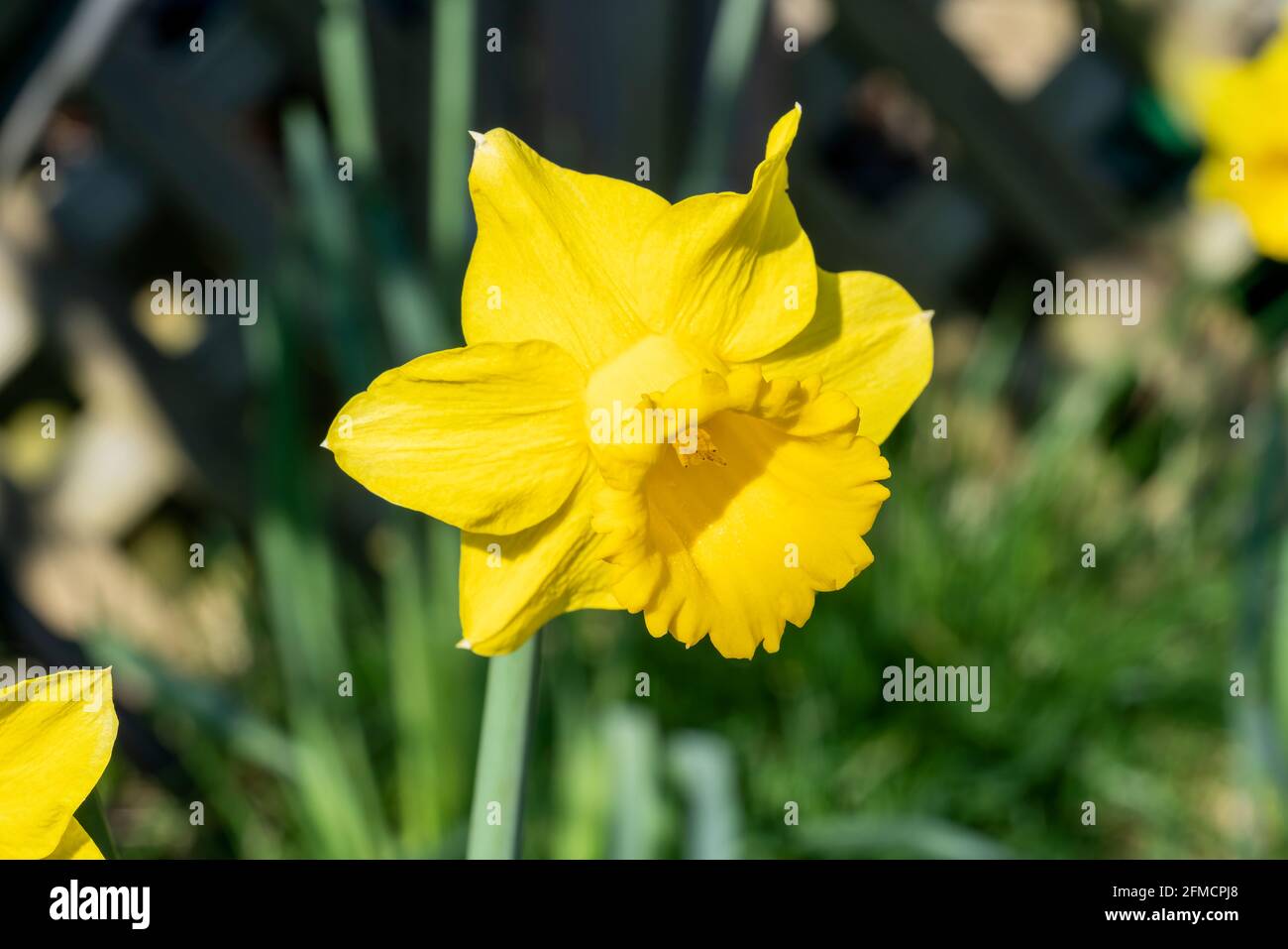 Daffodil (Narcissus) a yellow spring flower bulbous plant during the springtime flowering season of March, stock photo image Stock Photo