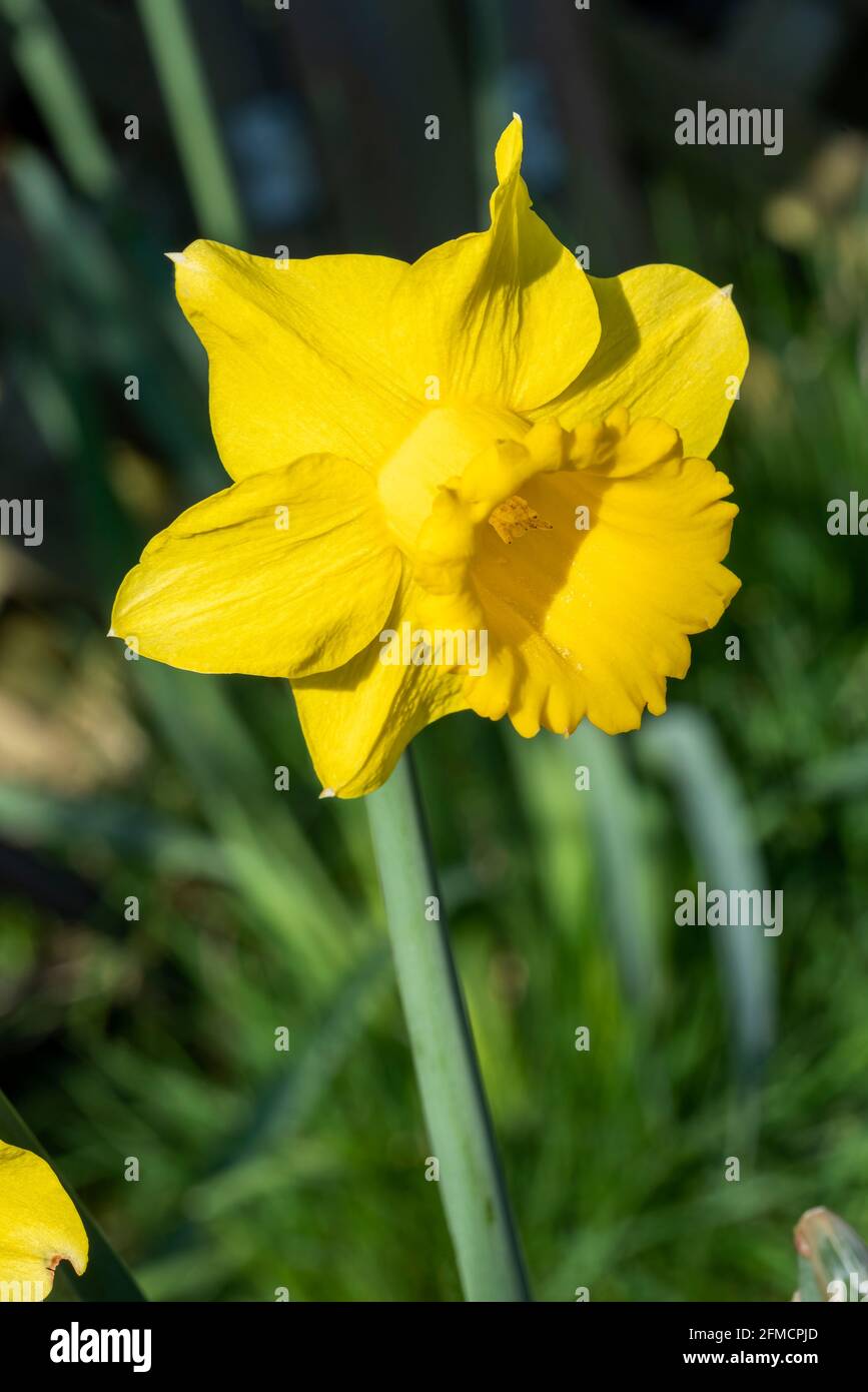 Daffodil (Narcissus) a yellow spring flower bulbous plant during the springtime flowering season of March, stock photo image Stock Photo