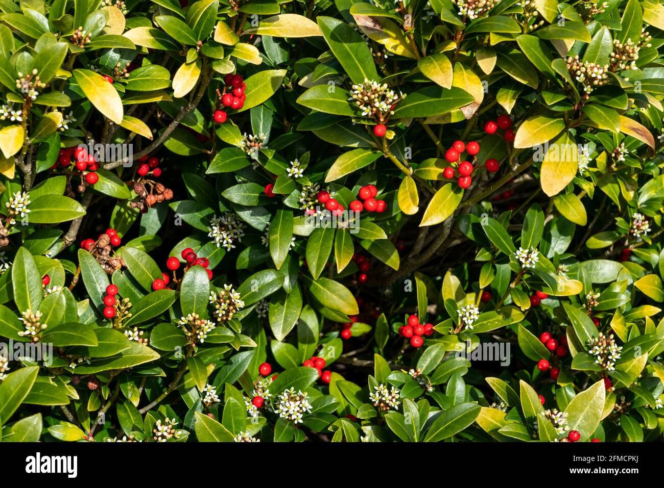 Skimmia japonica subsp reevesiana a spring flower shrub plant with red springtime berries, stock photo image Stock Photo