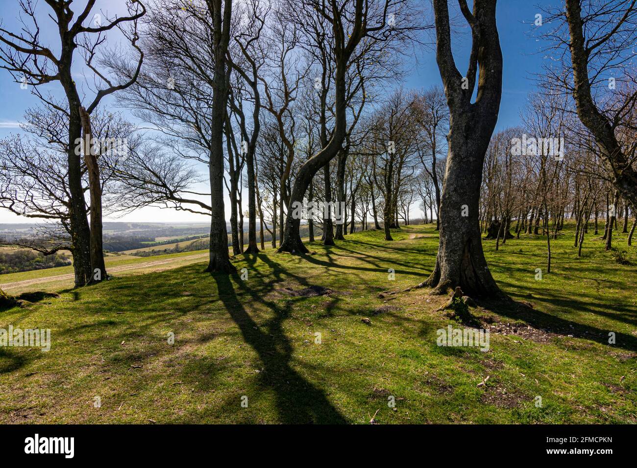 Looking west along the remains of the southern rampart of the iron age hill fort of Chanctonbury Ring, South Downs National Park, West Sussex, UK. Stock Photo